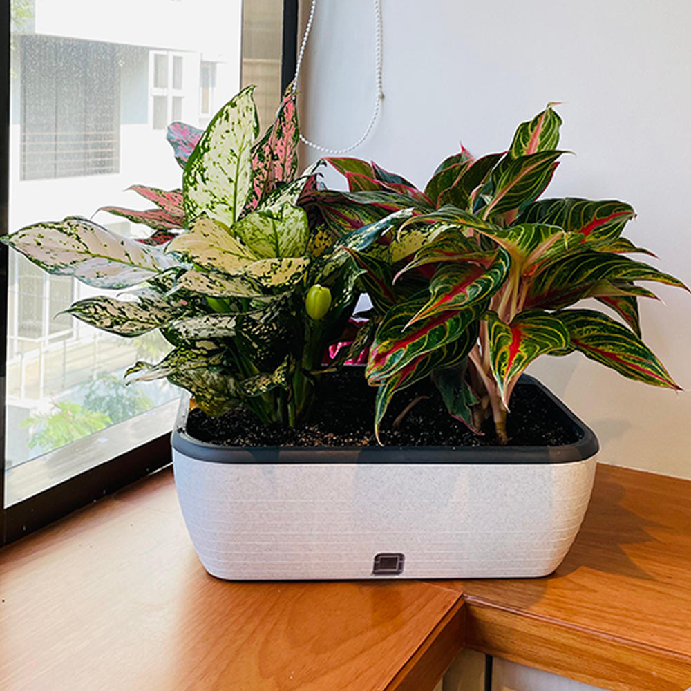GARDENCIA Contessa Self Watering Planter | 15 x 11 x 4.5 Inch | Polypropylene with UV Protection | Matt Finish Indoor Outdoor Rectangular Pot for Plants