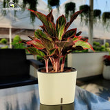 GARDENCIA CAVENDER 7" Self-Watering Pot – Decorative Indoor Planter with Built-in Water Reservoir for Home, Garden & Office Use