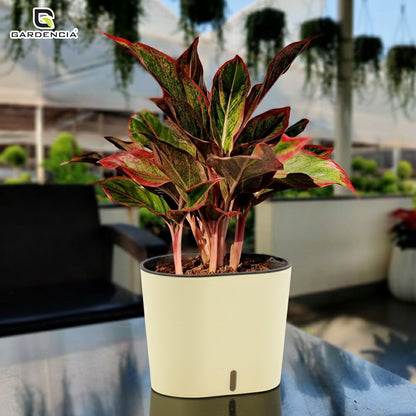 GARDENCIA CAVENDER 7" Self-Watering Pot – Decorative Indoor Planter with Built-in Water Reservoir for Home, Garden & Office Use