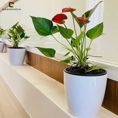 Vistara Self Watering Pot