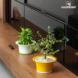 Bonsai 3T Self Watering Pot