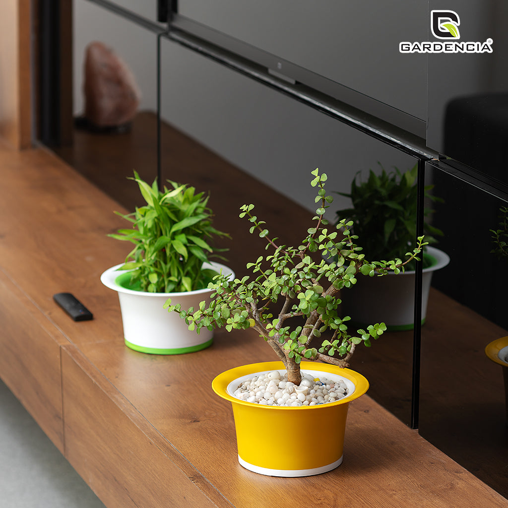 Bonsai 3T Self Watering Pot