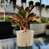 GARDENCIA Cavender Painted Decorative Planter 7"