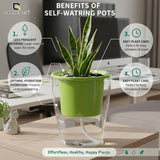 GARDENCIA Clear Self Watering Pot 6 Inch – Transparent Plastic Planter for Indoor Plants, Succulents, Herbs & Flowers – Durable Pot with Water Reservoir & Drainage Hole