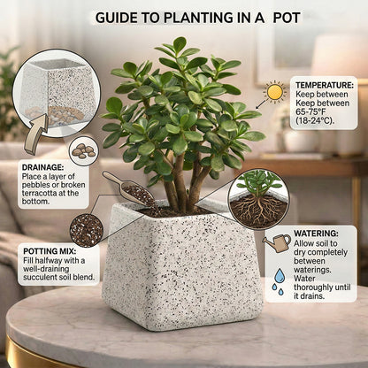 GARDENCIA Roto Tiny 05 Self Watering Square Planter Pot 6"