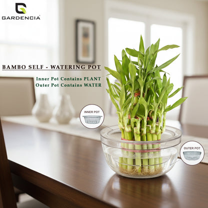 GARDENCIA Lucky Bamboo Plant Pot, Indoor Live Bamboo Plants for Home Decor, Living Room, Office, Desk Decoration, 2-Layer System with Drainage Platform, Round Bowl Shape