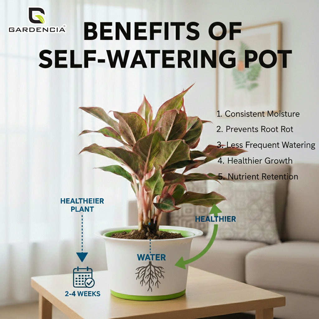 Bonsai 3T Self Watering Pot