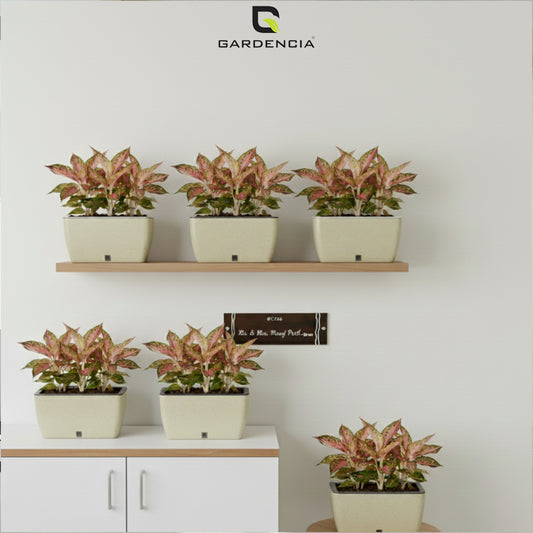 Recta Big with Wall Stand