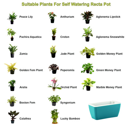 GARDENCIA Recta Self Watering Rectangle 100% Virgin Plastic Pots for Plants | Modern Design | Indoor and Outdoor Flower Pot for Home/Office/Table/Garden/Balcony Decoration | 14 inch