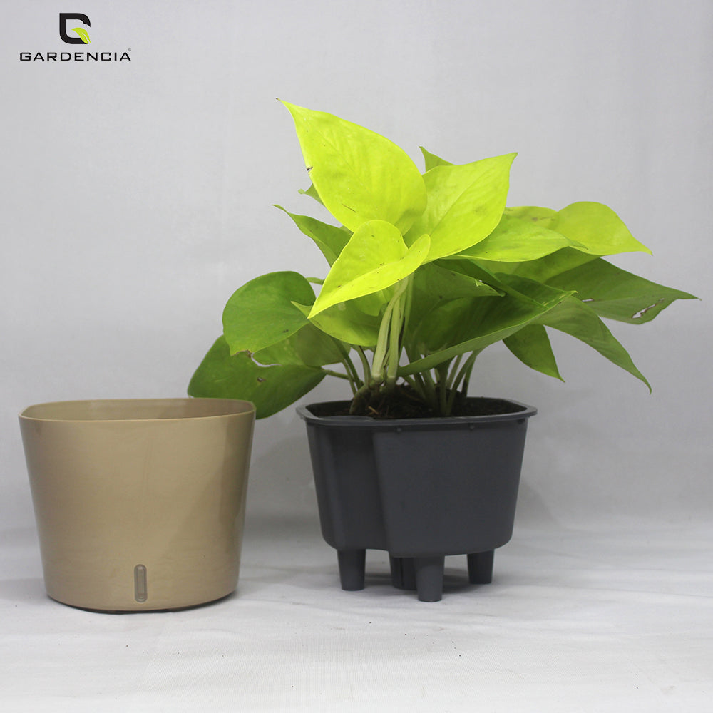 Gardencia Cube 6/12" Self Watering Square Pot