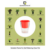 GARDENCIA Clear Self Watering Pot 6 Inch – Transparent Plastic Planter for Indoor Plants, Succulents, Herbs & Flowers – Durable Pot with Water Reservoir & Drainage Hole