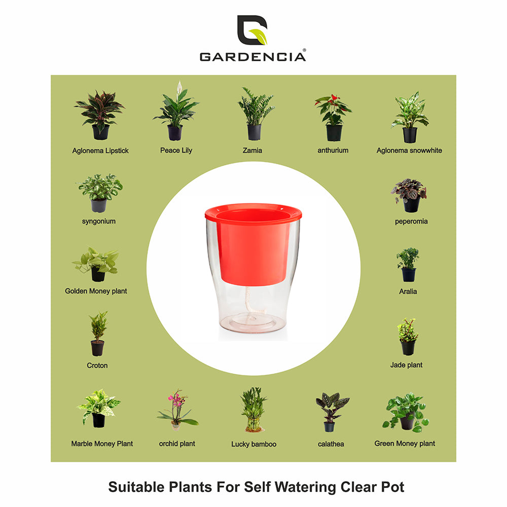 GARDENCIA Clear Self Watering Pot 6 Inch – Transparent Plastic Planter for Indoor Plants, Succulents, Herbs & Flowers – Durable Pot with Water Reservoir & Drainage Hole