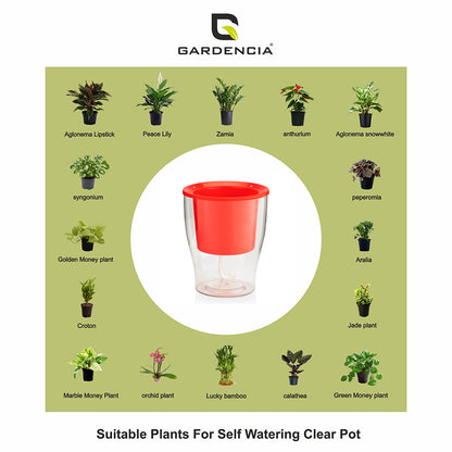 GARDENCIA Clear Self Watering Pot 6 Inch – Transparent Plastic Planter for Indoor Plants, Succulents, Herbs & Flowers – Durable Pot with Water Reservoir & Drainage Hole