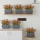 GARDENCIA Recta Self Watering Rectangle 100% Virgin Plastic Pots for Plants | Modern Design | Indoor and Outdoor Flower Pot for Home/Office/Table/Garden/Balcony Decoration | 14 inch