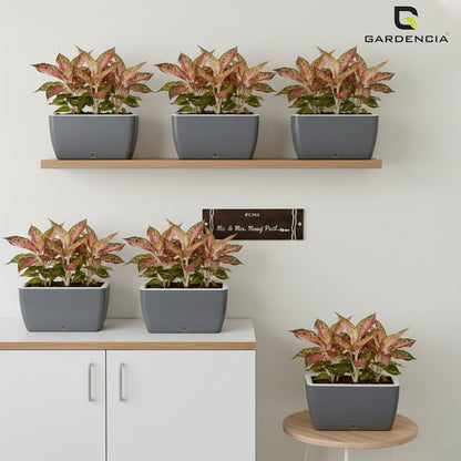 GARDENCIA Recta Self Watering Rectangle 100% Virgin Plastic Pots for Plants | Modern Design | Indoor and Outdoor Flower Pot for Home/Office/Table/Garden/Balcony Decoration | 14 inch