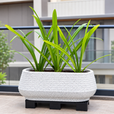 Roto Remo tray