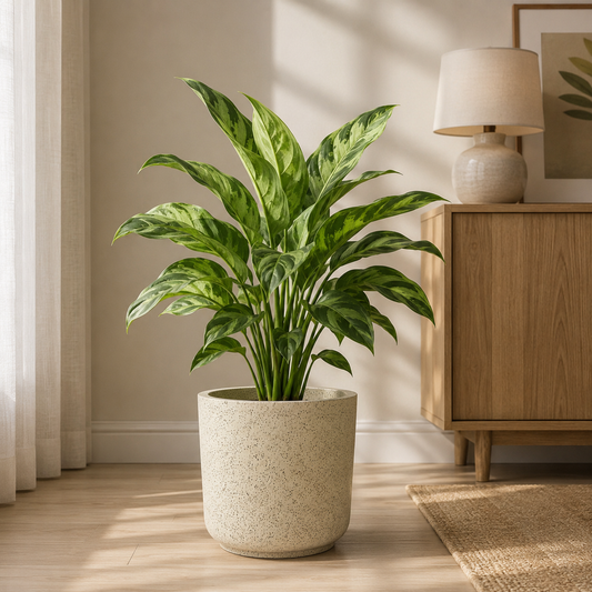 GARDENCIA ROTO RS Pot – Round Planter with Dot Finish Colour | Non-Breakable & Light Weight Outdoor & Indoor Flower Pot | Heavy-Duty Large Plant Container for Big House, Patio, Garden & Balcony