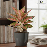 Vistara Self Watering Pot