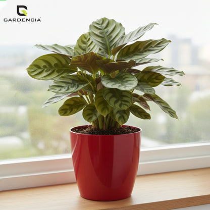 Vistara Self Watering Pot