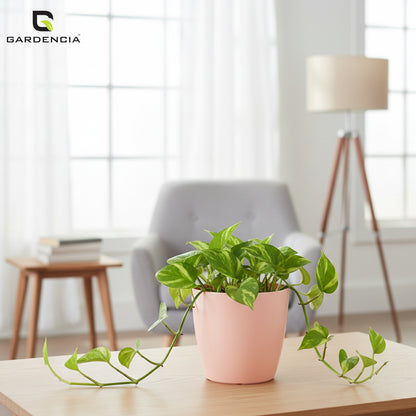 Vistara Self Watering Pot