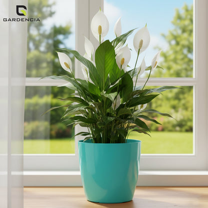 Vistara Self Watering Pot