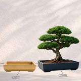 GARDENCIA ROTO BONSAI TRAY Plant Pot | Flower Planter for Indoor & Outdoor Plants | Pots Balcony, Home, Garden & Office Succulent Pot