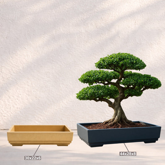 Roto Bonsai Tray