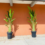 GARDENCIA ROT V Series Pots for Planter Big Size - Lightweight, Durable, Outdoor & Indoor Planters