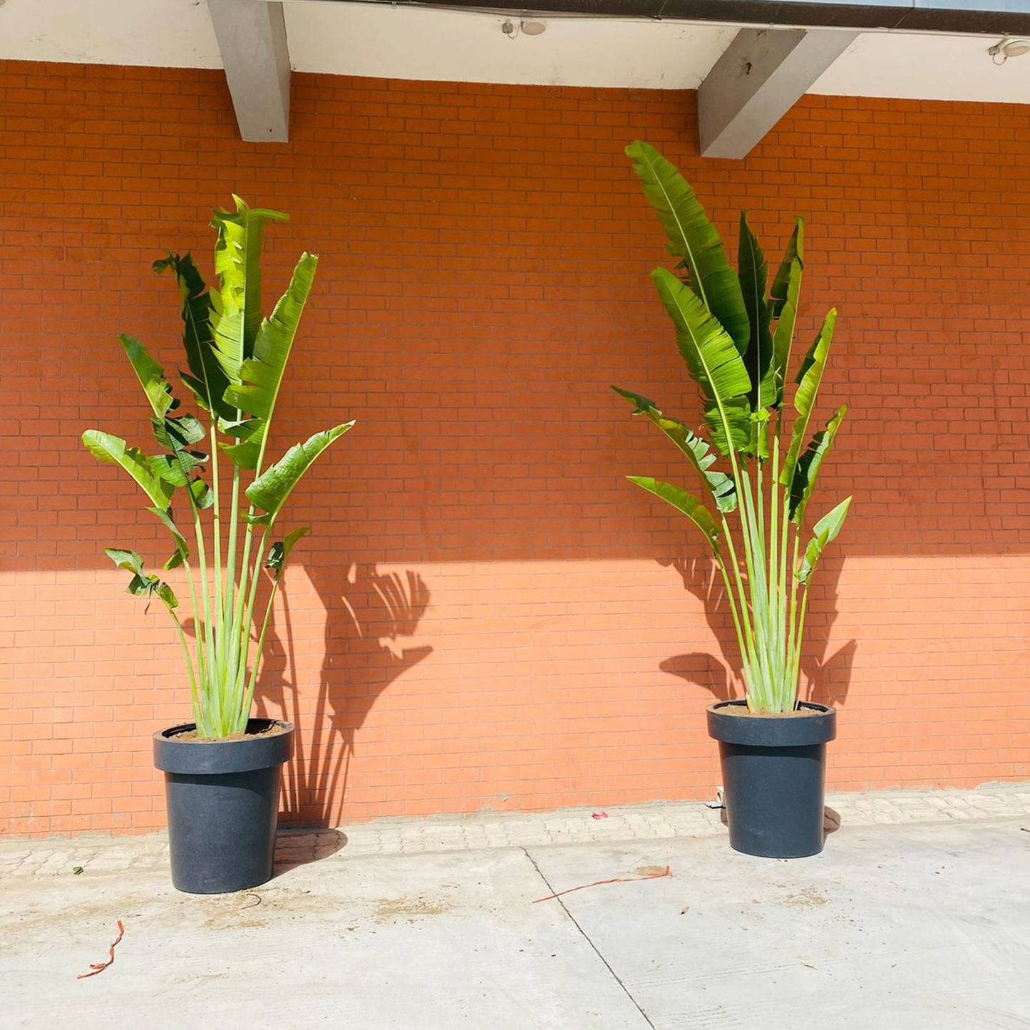 GARDENCIA ROT V Series Pots for Planter Big Size - Lightweight, Durable, Outdoor & Indoor Planters