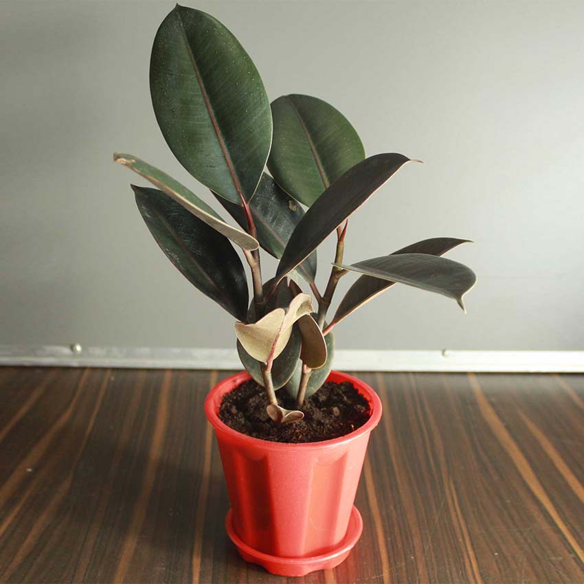 Rubber Plant