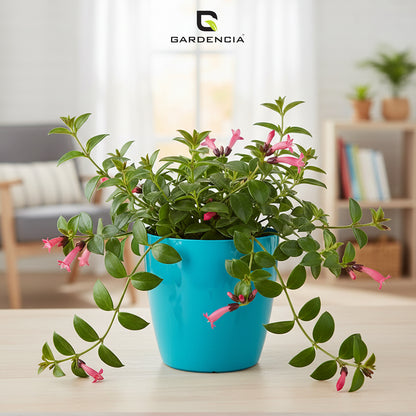 Vistara Self Watering Pot