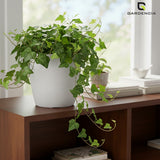 Vistara Self Watering Pot