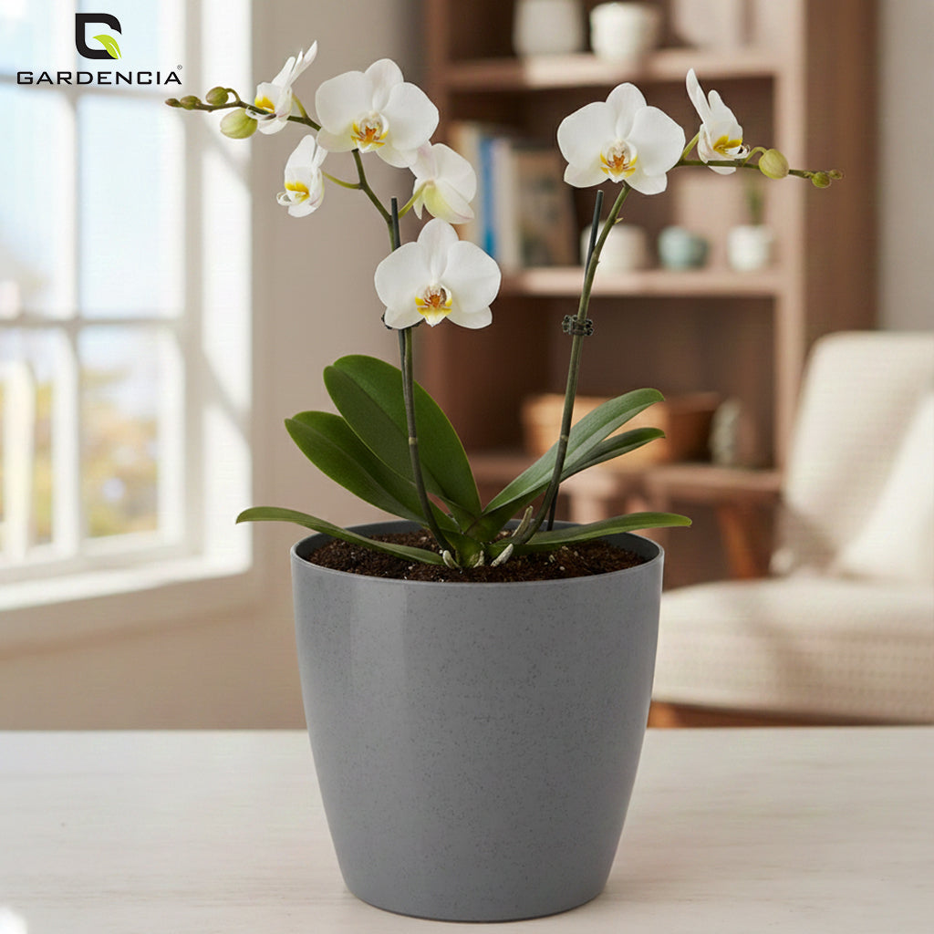 Vistara Self Watering Pot