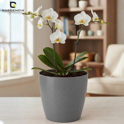 Vistara Self Watering Pot