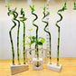 Test Tube Planter