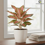 Vistara Self Watering Pot