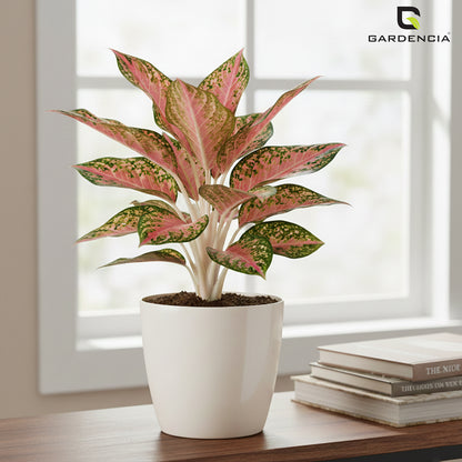 Vistara Self Watering Pot