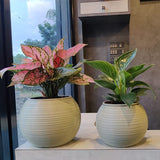 GARDENCIA Jupiter 4/5/6 inch Self Watering Planter Pot | Polypropylene with UV & HDPE | Matte & Glossy Finish | Indoor & Outdoor Flower Pot for Home & Garden