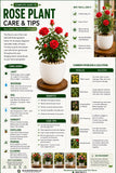 Rose Plant