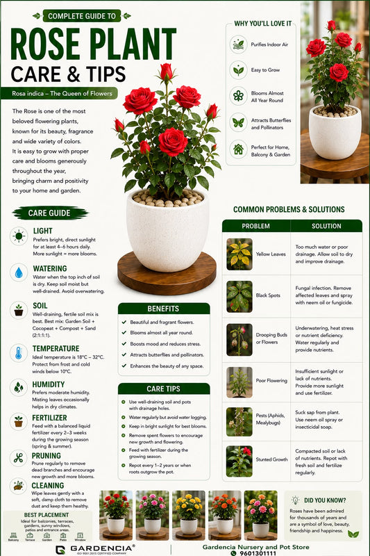 Rose Plant