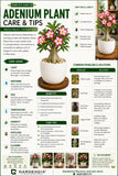 Adenium Plant