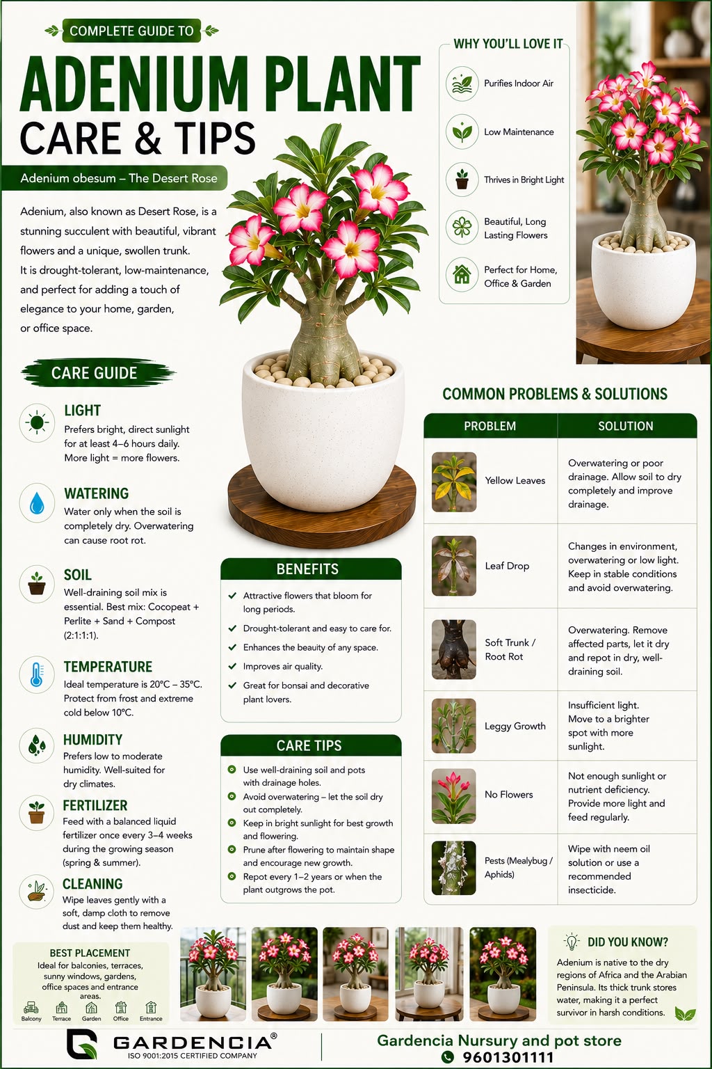 Adenium Plant