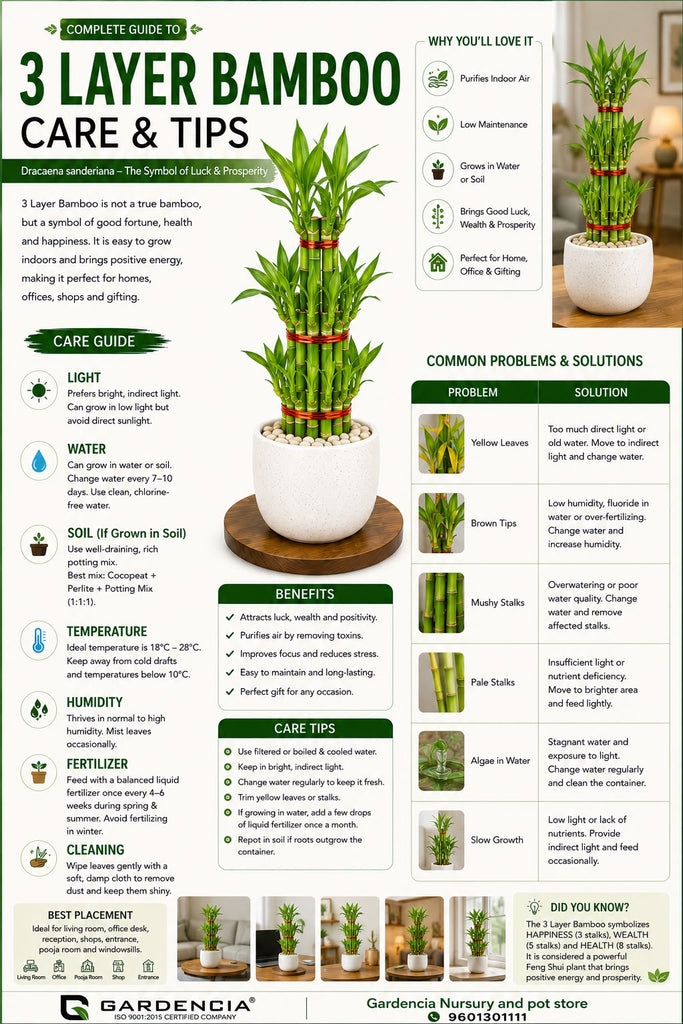 3 Layer Bamboo