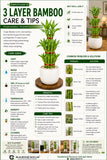 3 Layer Bamboo