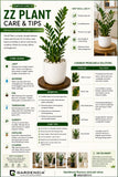 ZZ Plant