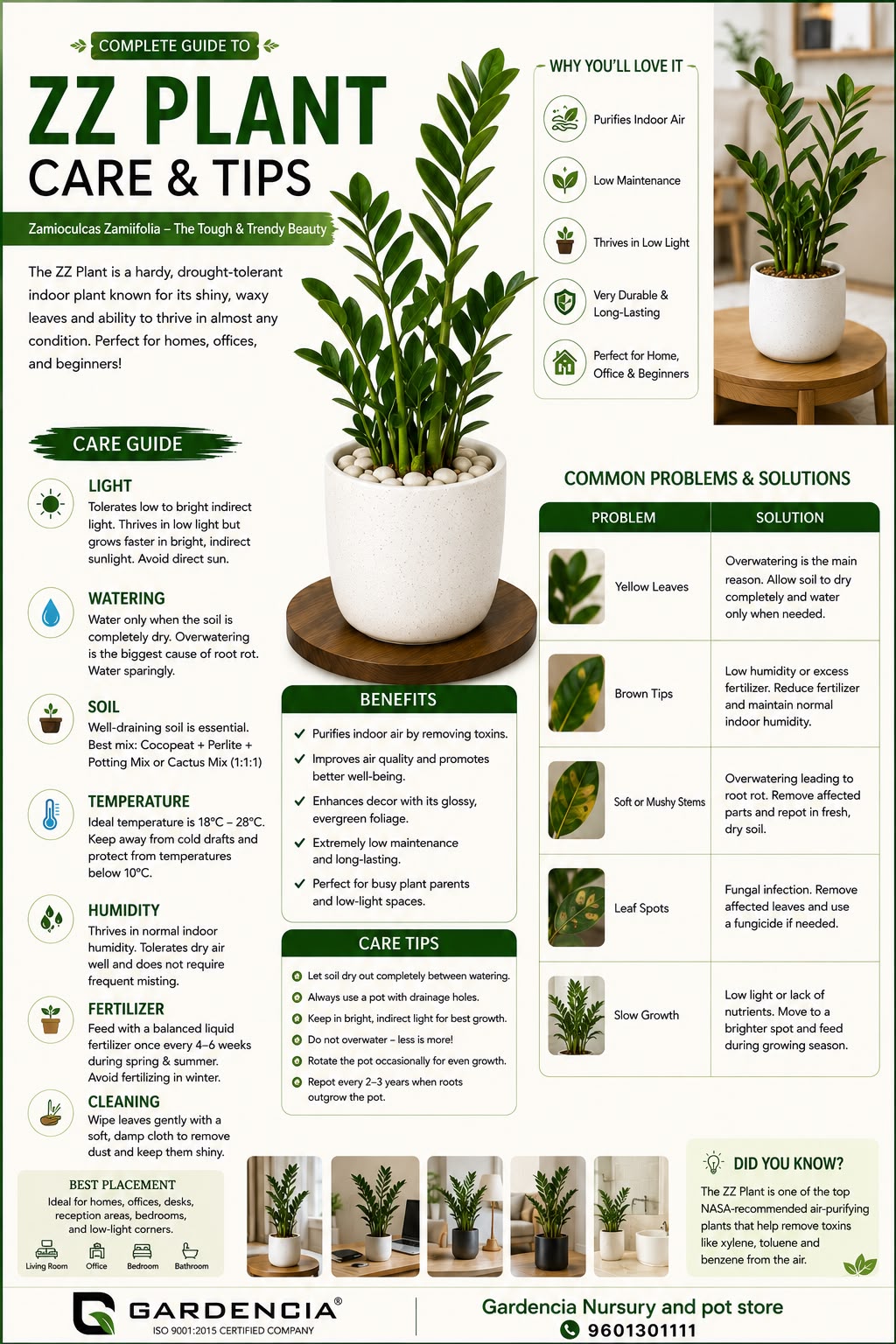ZZ Plant