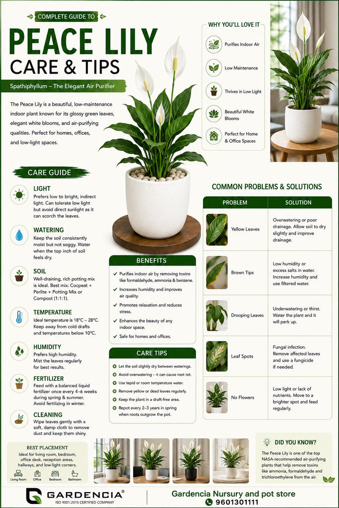 Peace Lily
