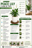Peace Lily