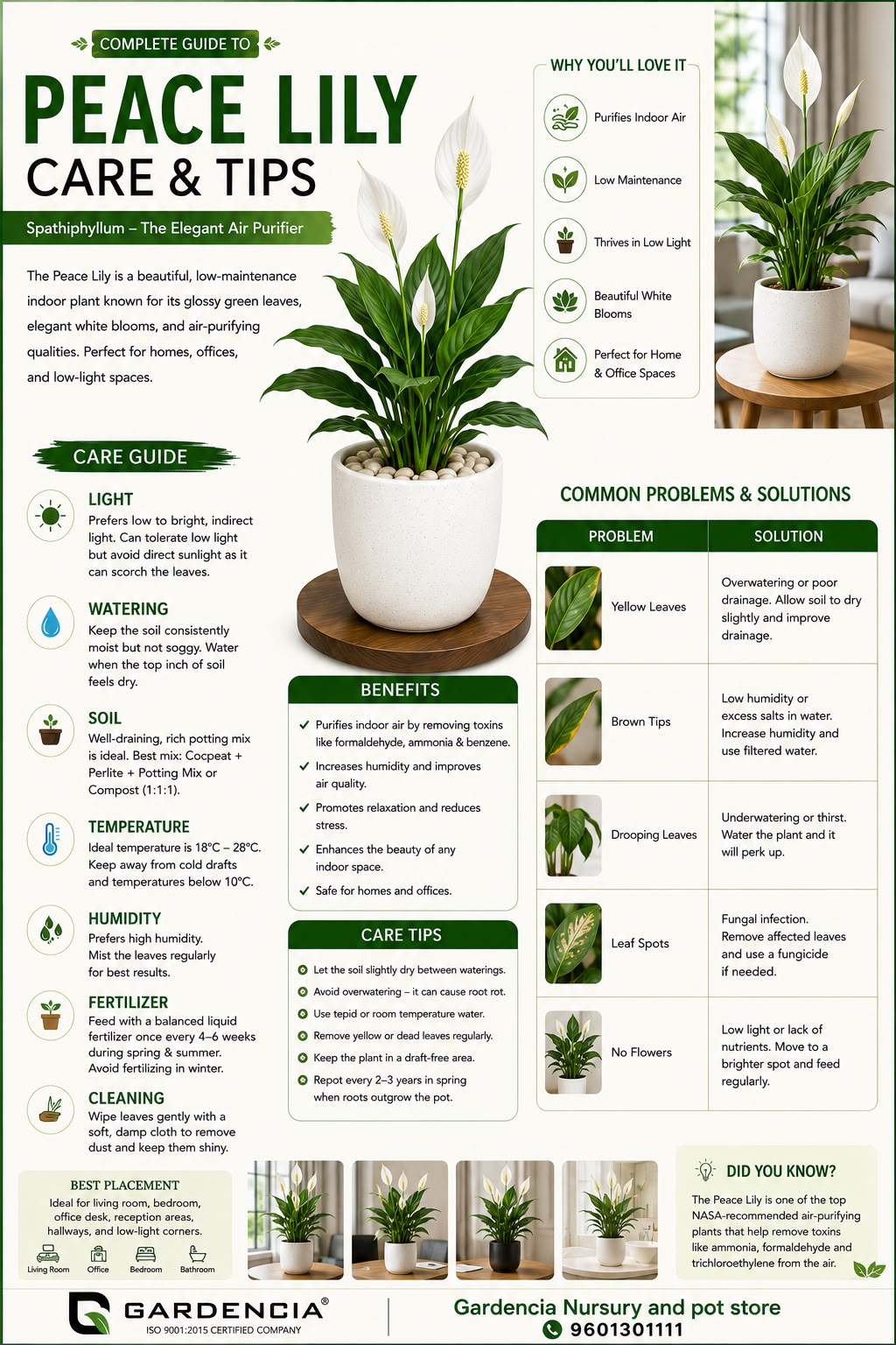 Peace Lily