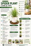 Spider Plant